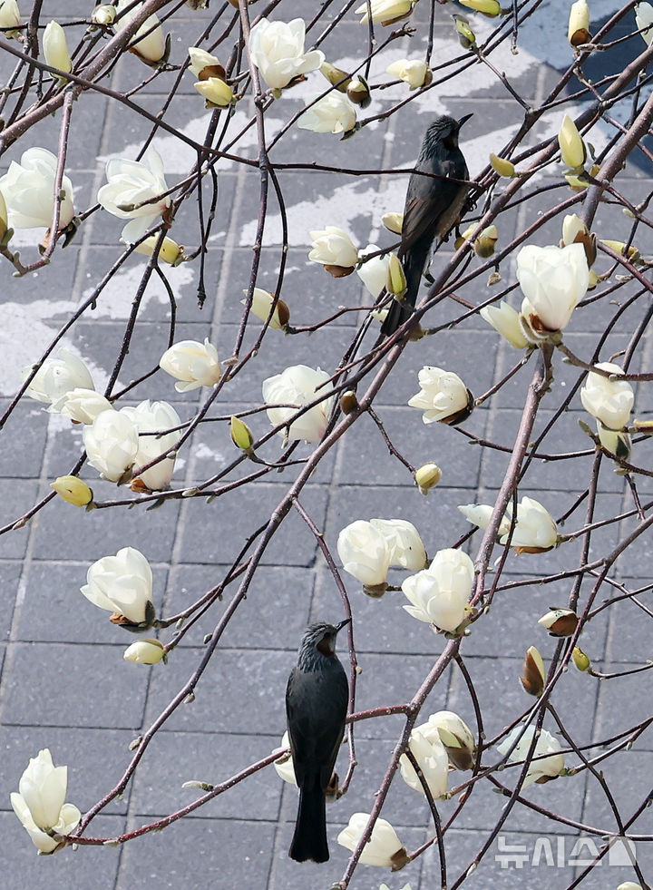 つぼみをほころばせたモクレン＝釜山