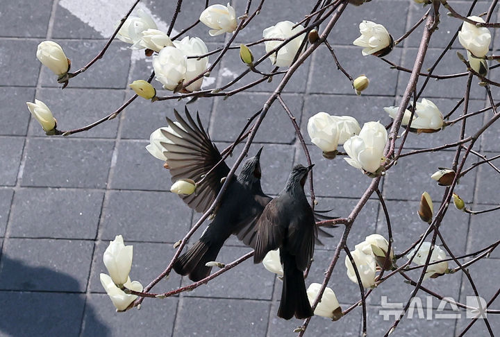 つぼみをほころばせたモクレン＝釜山