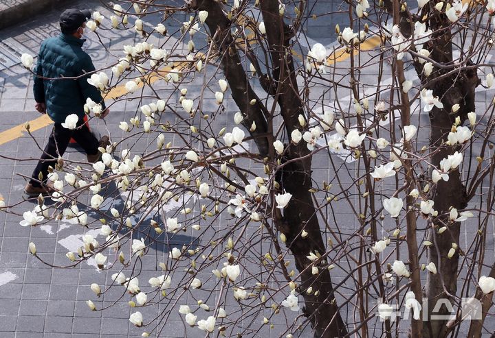 つぼみをほころばせたモクレン＝釜山