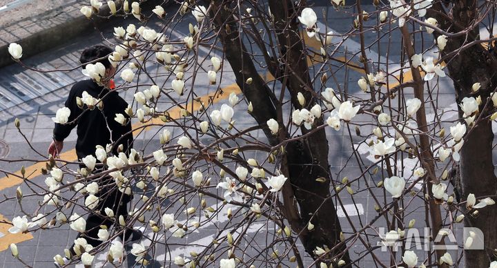 つぼみをほころばせたモクレン＝釜山