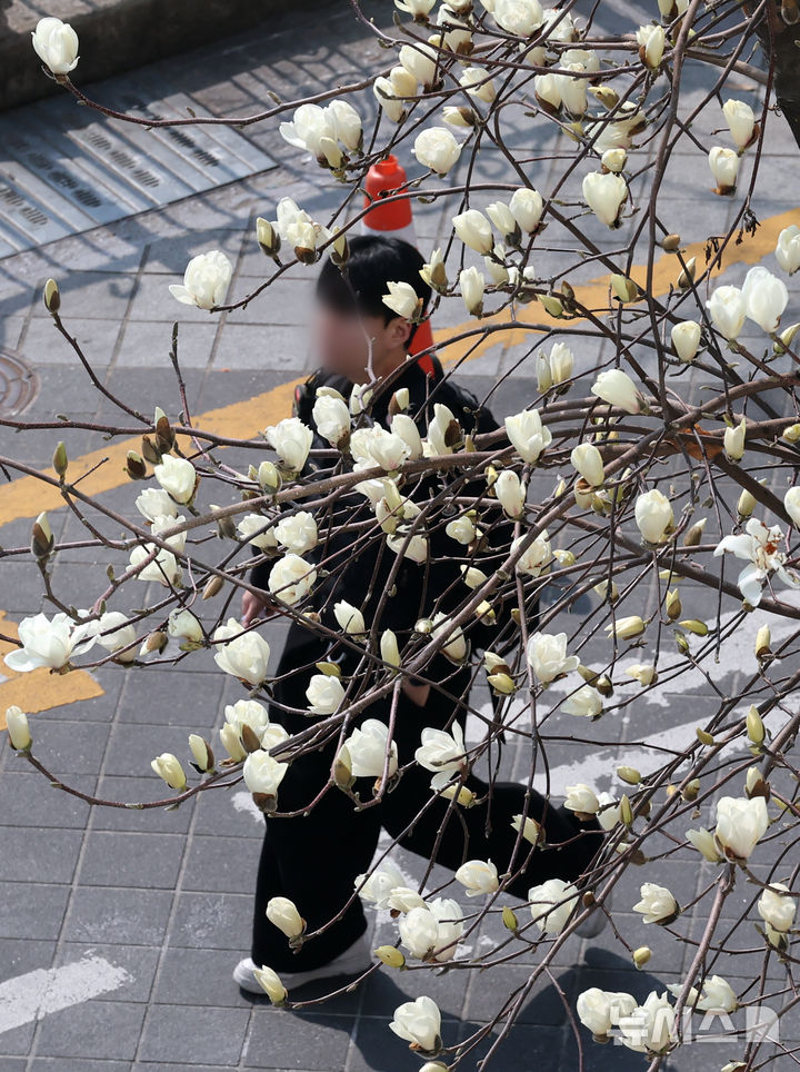 つぼみをほころばせたモクレン＝釜山