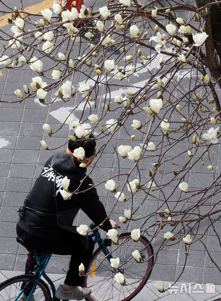 つぼみをほころばせたモクレン＝釜山