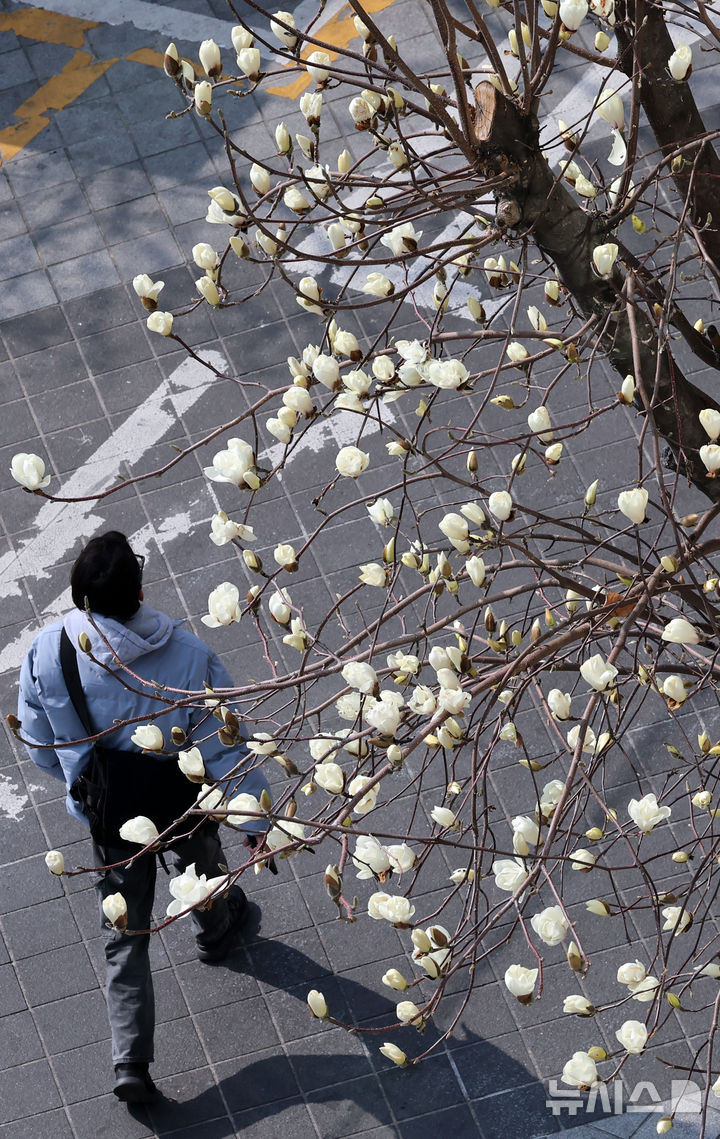 つぼみをほころばせたモクレン＝釜山
