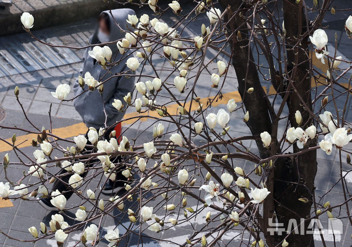 つぼみをほころばせたモクレン＝釜山