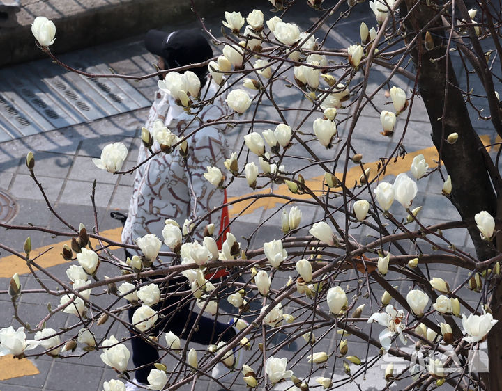 つぼみをほころばせたモクレン＝釜山