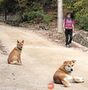 ソウルの登山道、野良犬の出没におびえる登山客たち