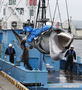 ▲北海道釧路港で1日、捕獲されたミンククジラが捕鯨船から水揚げされているところ。日本はこの日、31年ぶりに商業捕鯨を再開した。／写真＝NEWSIS