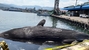 日本から1.7トンの鯨肉を密輸入した犯罪グループに執行猶予