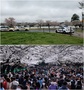 ワシントンの桜と東京の桜、こんなにも違っただろうか