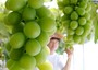 固くて甘くない韓国産の高級ぶどう「シャインマスカット」、評判急落の理由とは