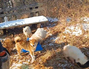 ▲先月17日、ソウル市蘆原区の水落山で発見された保護犬。
