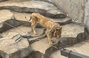 ▲中国南京のサファリパークで撮影されたライオン「アラ」。骨と皮だけのやせた体で歩くだけでも大変そうだ。／Douyin（抖音/ドウイン）