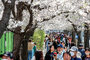 ▲ソウル市永登補区の汝矣島漢江公園を訪れた行楽客。桜並木を歩きながら楽しい時間を過ごした。2日午後撮影。／NEWSIS