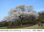「桜は日本の花」…ソウルの桜祭りに登場したNOジャパン運動、韓国ネットはあきれ声