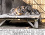 満1歳の誕生日から2週間、ソウル大公園のシベリアトラが死亡