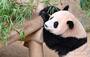 「パンダは死ぬ前に鼻血を出していた」…中国、タイに約6000万円の賠償求める