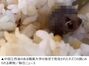 ネズミの頭かアヒルの頭か…中国の大学学食で異物混入騒動