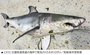 沖合に195センチの「ジョーズ」が出没…死骸が網にかかる　／束草
