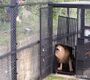 肋骨浮き出たライオン　野生動物保護施設へ　／忠清北道