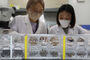韓国のマラリア患者、500人を突破