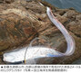 「希少深海魚」リュウグウノツカイ、韓国西海岸で初めて発見…体長2メートル