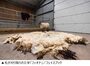 崖の下で2年間孤立…「英国で最も孤独な羊」が救助される