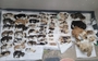▲忠清南道天安市内のある家で発見された約500匹の猫の死体。写真提供＝動物愛護団体「動物との美しい物語」イ・ギョンミ代表。