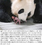 韓国エバーランドの双子パンダ誕生シーン、米タイム誌「今年の100大写真」に選定