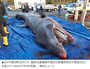 浦項沖で死骸で見つかった体長7メートルのウバザメ、サイズに比べて価格は