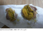 韓国の有名フランチャイズ店の鶏砂肝から出た「黄色の異物」…その正体は