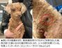飼い主の元へ返された韓国の捨て犬、脇腹から個体識別用マイクロチップを取り出され再び捨てられる