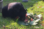 ▲タイ北部チエンマイにある野生動物保護区で、ボランティアの腕をかんだツキノワグマ。写真＝交流サイト（SNS）「フェイスブック」より
