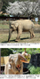 韓国最長寿59歳ゾウ「サクラ」息を引き取る