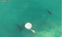 ▲2022年10月、オスのシャチ「スターボード」と「ポート」がサメを襲う様子。この2頭のシャチは普段からペアで行動し、サメを攻撃している。／@dronefanaticssaのインスタグラムより