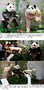 来月中国に返還される韓国生まれのパンダ、2016年に死んだ祖母は「生命の神秘博物館」で展示中