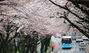 済州に本格的な桜シーズン到来