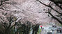 済州に本格的な桜シーズン到来