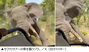 サファリツアーの車にゾウが突進、観光客1人死亡　／ザンビア