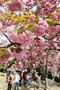 八重桜が大きく咲いた釜山