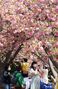 八重桜が大きく咲いた釜山