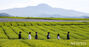 すがすがしい済州の茶畑の朝