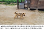安東・河回村で私有地に入った73歳フランス人女性観光客、珍島犬にかまれて搬送