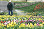 間近に迫ったチューリップの季節