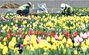 間近に迫ったチューリップの季節