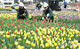 間近に迫ったチューリップの季節