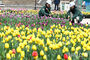 間近に迫ったチューリップの季節