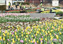 間近に迫ったチューリップの季節