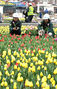 間近に迫ったチューリップの季節