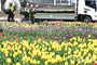 間近に迫ったチューリップの季節