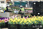 間近に迫ったチューリップの季節